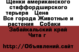 Щенки американского стаффордширского терьера › Цена ­ 20 000 - Все города Животные и растения » Собаки   . Забайкальский край,Чита г.